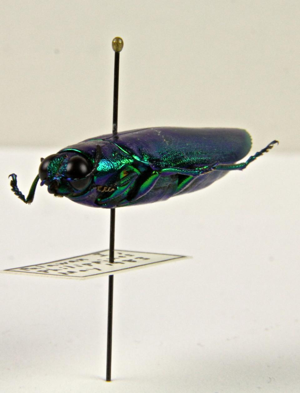 A metallic wood-boring beetle (Buprestidae: Chrysochroa fulminans).