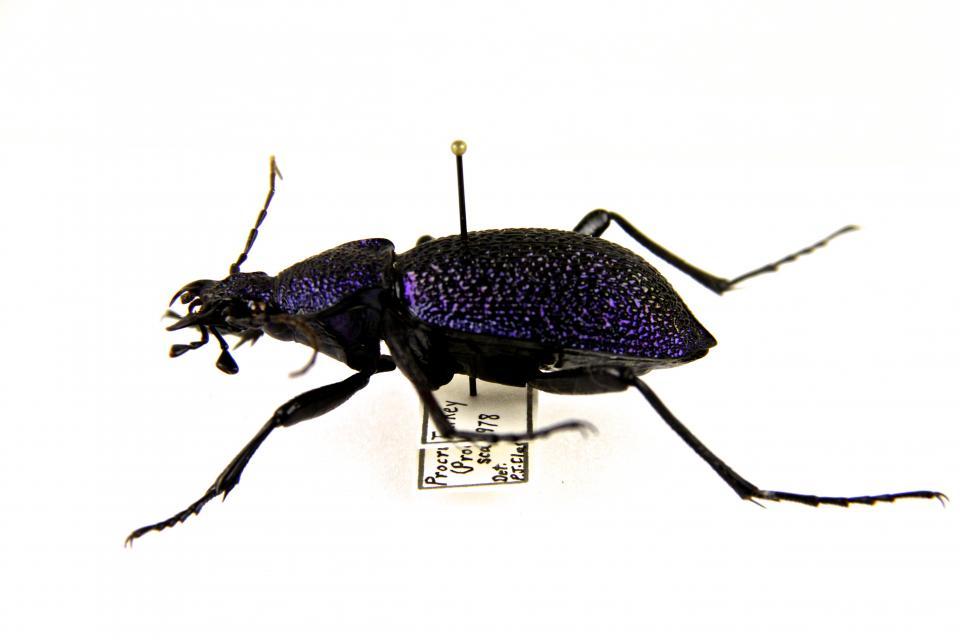 Carabid purple beetle