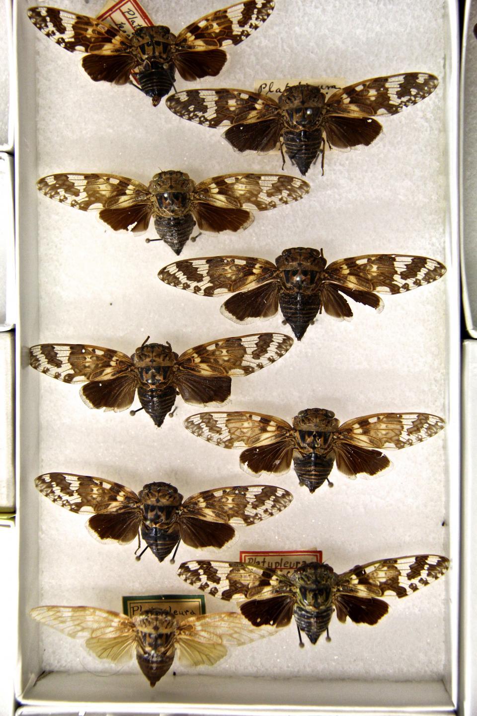 Tray of cicadas