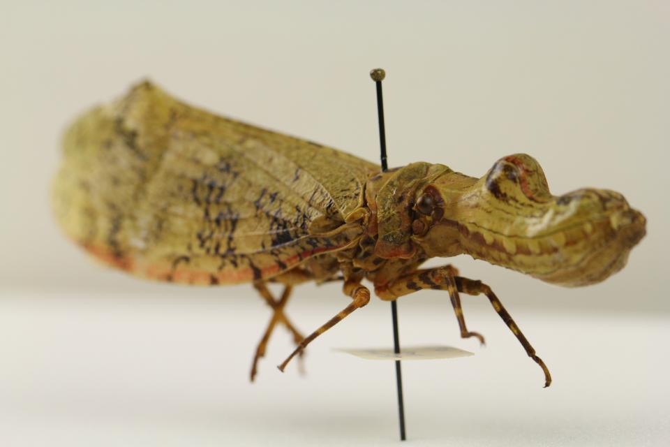 Peanut bug (Fulgoridae: Fulgora lampetis).