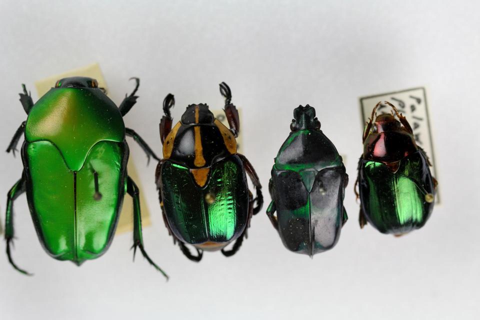 Row of scarabs