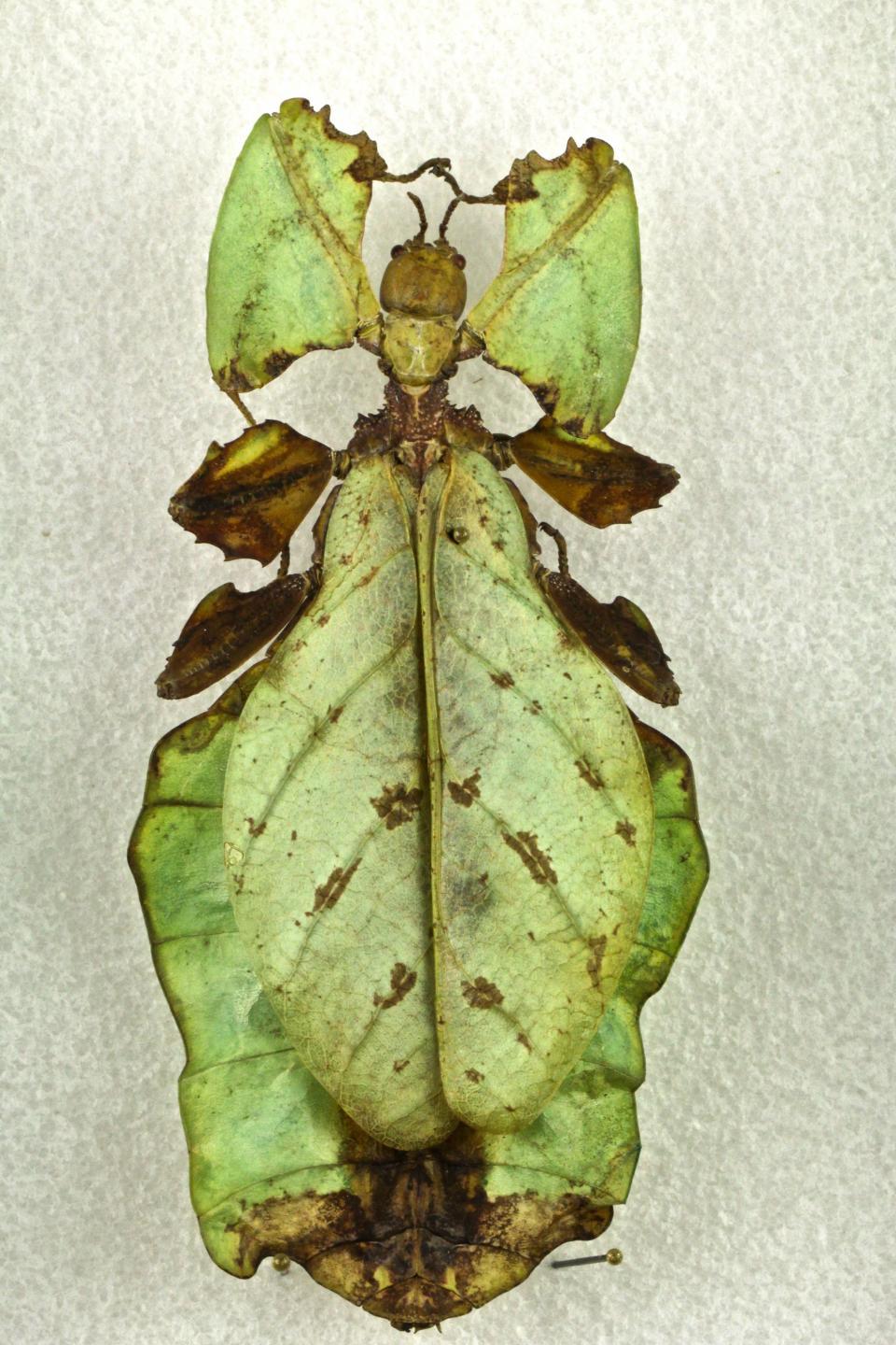 Leaf insect (Phylliidae sp.).