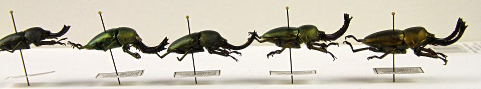 Scarab beetles on pins